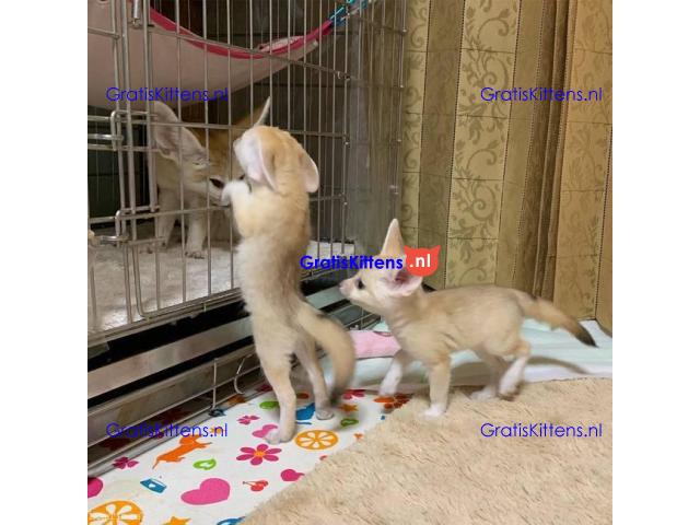 Beschikbaar Fennekvos