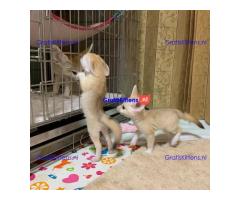 Beschikbaar Fennekvos