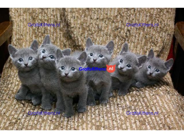 AANHANKELIJKE Russisch-blauwe kittens te koop