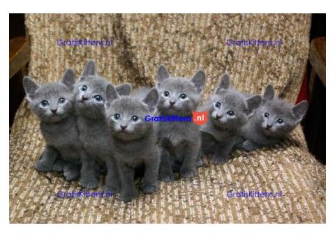 AANHANKELIJKE Russisch-blauwe kittens te koop