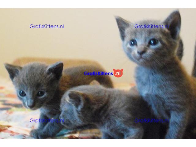 AANHANKELIJKE Russisch-blauwe kittens te koop
