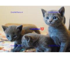 AANHANKELIJKE Russisch-blauwe kittens te koop