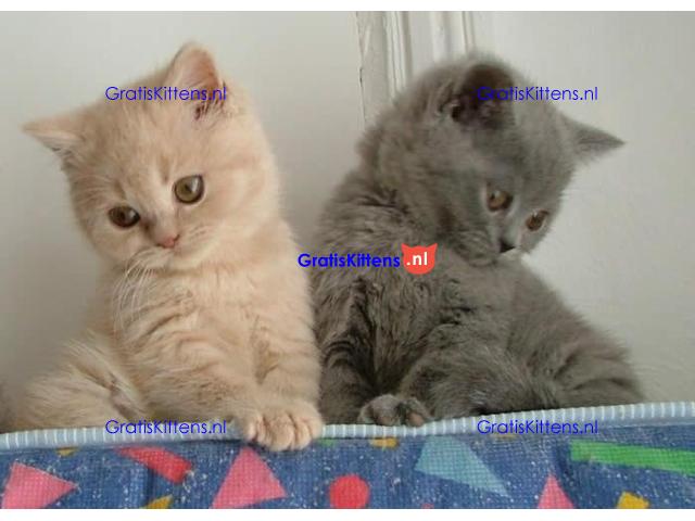 Britse korthaar kittens te koop