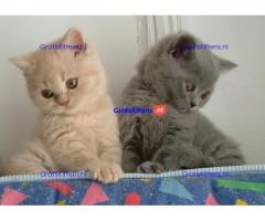 Britse korthaar kittens te koop