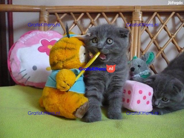 Britse korthaar kittens te koop