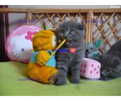 Britse korthaar kittens te koop