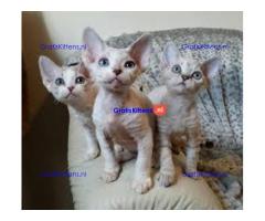 Devon kittens