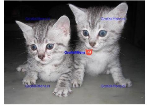 Egyptische Mau kittens