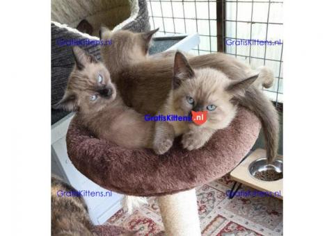 Tonkinese Kittens  Whatsapp/Viber  +358469435676
