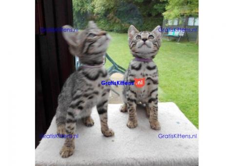 Amazing Savannah Kittens  Whatsapp/Viber  +358469435676