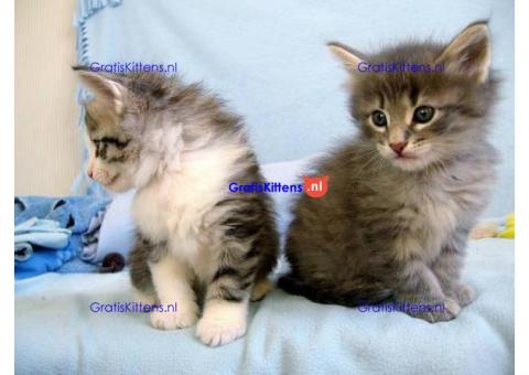 Stamboom Maine Coon-kittens Beschikbaar