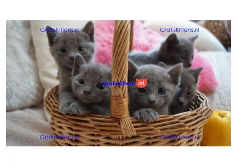 Schattige Russische blauwe kittens met volledige stamb…