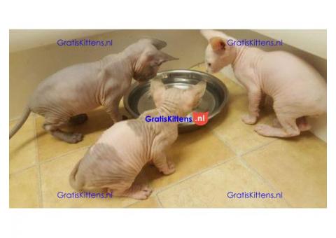 Sphynx kittens Gccf geregistreerd