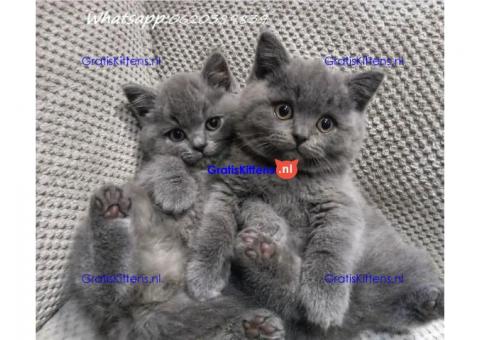 Brits korthaar blauw GCCF alle kittens