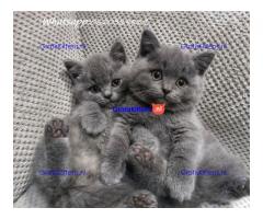 Britse korthaar kittens te koop