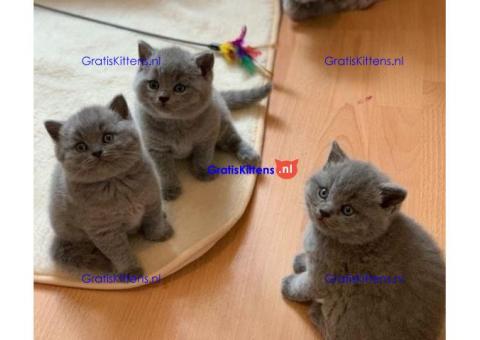 Brits Korthaar Kittens +31637889230