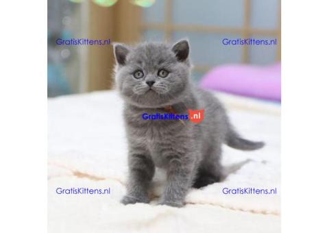 Brits korthaar kittens +31637889230