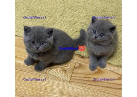 Britse korthaar kittens +31637889230