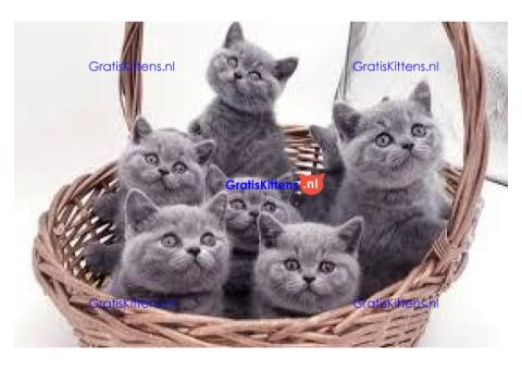 Blauwe Brits Korthaar Kittens +31637889230