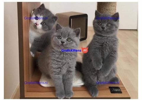 Britse korthaar kittens +31637889230