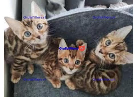 perfecte Bengaalse kittens voor adoptie