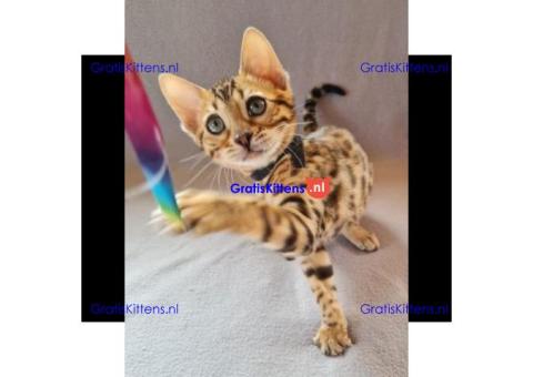 Mooie Savannah kittens tica reg f2