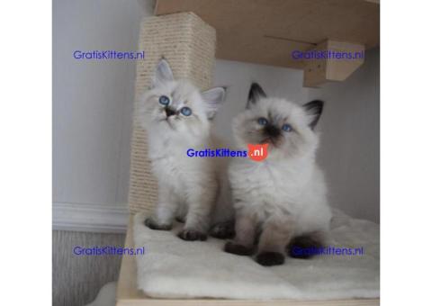 Liefdevol Siberisch katje