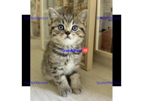 Prachtige Scottish fold-kittens