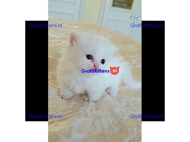 Schattige Munchkin-katjes