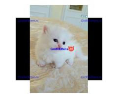 Schattige Munchkin-katjes