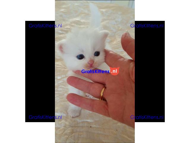 Schattige Munchkin-katjes