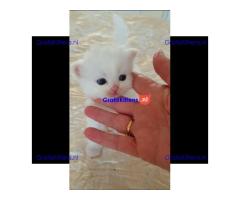 Schattige Munchkin-katjes