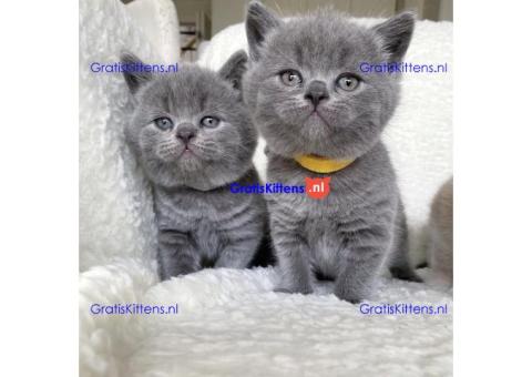 Schattige Britse korthaarkatjes