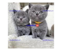 Schattige Britse korthaarkatjes