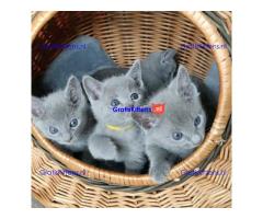 Schattige Russische blauwe kittens
