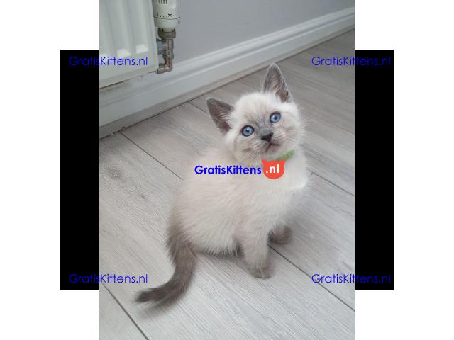 Prachtige Siamese kittens
