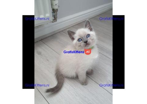Prachtige Siamese kittens
