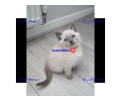 Prachtige Siamese kittens