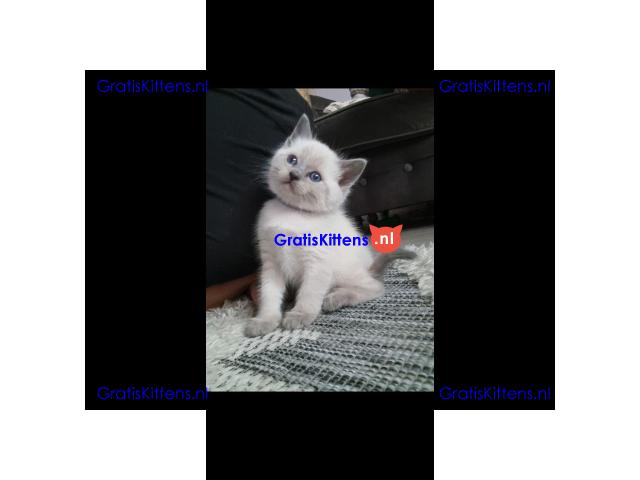 Prachtige Siamese kittens