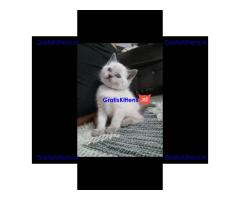 Prachtige Siamese kittens