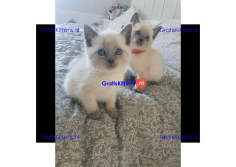 Prachtige Siamese Kittens