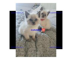 Prachtige Siamese Kittens