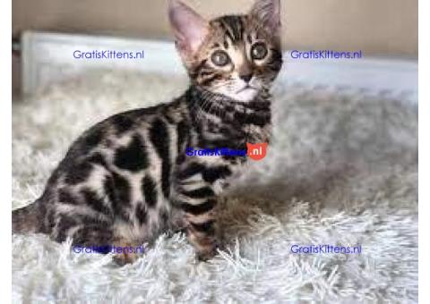 Goed opgevoede Bengaalse kittens