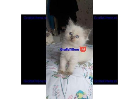 Ragdoll kitten te koop