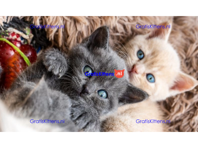 Stamboom Brits korthaar kittens Klaar om te vertrekken