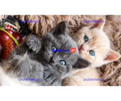 Stamboom Brits korthaar kittens Klaar om te vertrekken