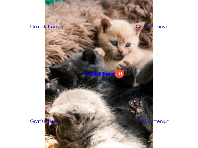 Stamboom Brits korthaar kittens Klaar om te vertrekken