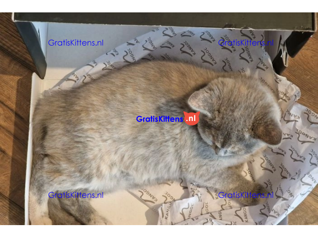 Stamboom Brits korthaar kittens Klaar om te vertrekken