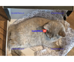 Stamboom Brits korthaar kittens Klaar om te vertrekken