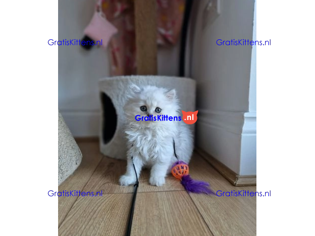 ❤️ Prachtig Perzisch katje beschikbaar ♥️
